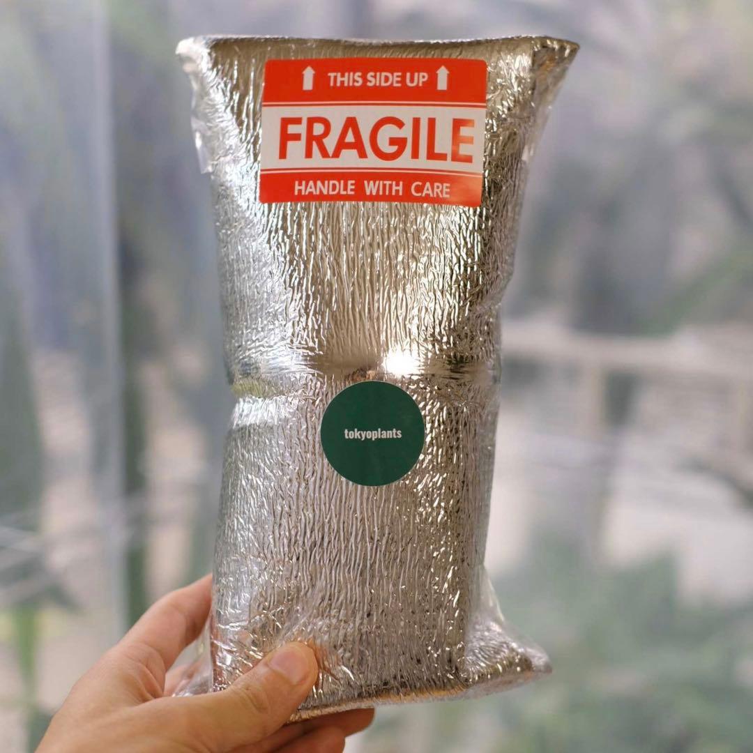 Phyllanthus urinaria Pink｜フィランサス・ウリナリア