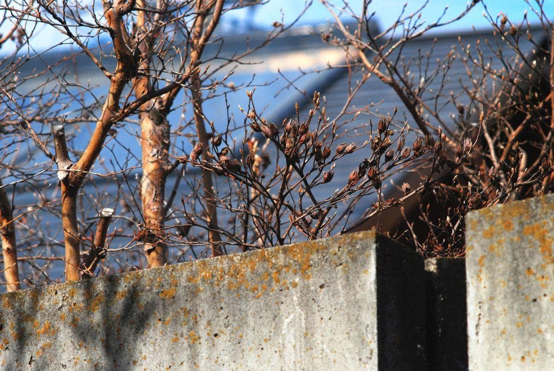 Nikon Ai NIKKOR 135mm F2.8 試写あり 中古良品