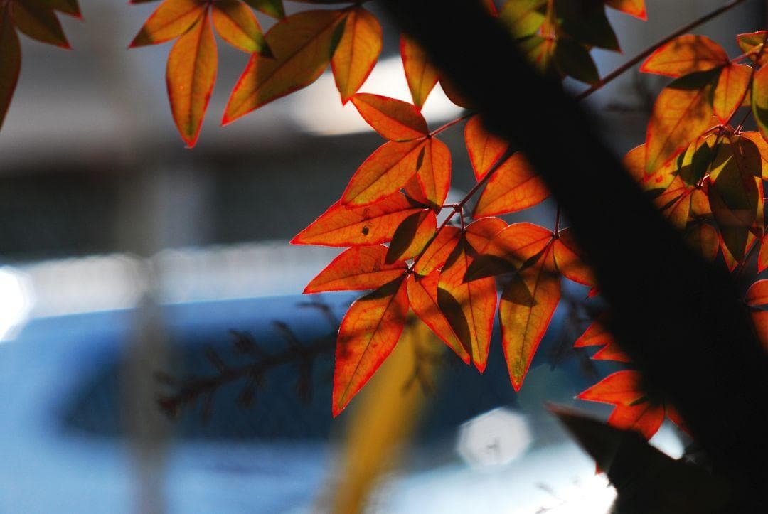 Nikon Ai NIKKOR 135mm F2.8 試写あり 中古良品