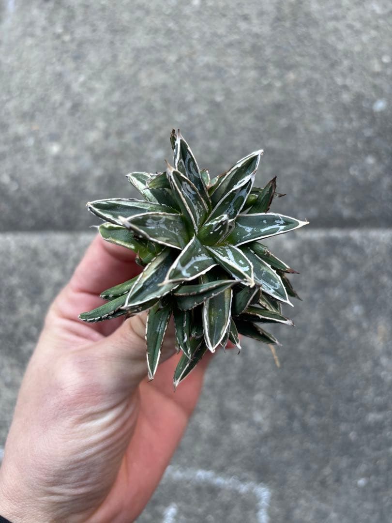 アガベ　姫笹の雪　白外斑入　子株4個付　極上株