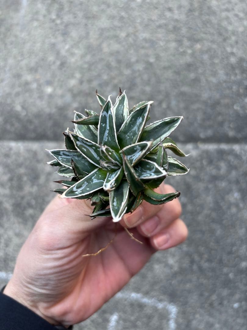 アガベ　姫笹の雪　白外斑入　子株4個付　極上株