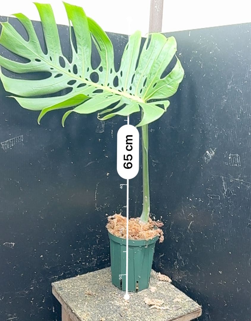 K*n様 モンステラデリシオーサマクロコズム超希少系統鉢植え66㎝