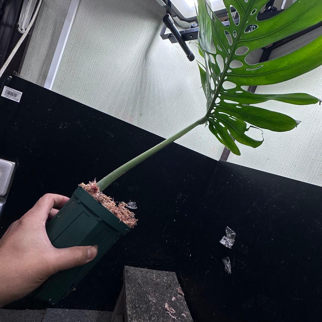 K*n様 モンステラデリシオーサマクロコズム超希少系統鉢植え66㎝