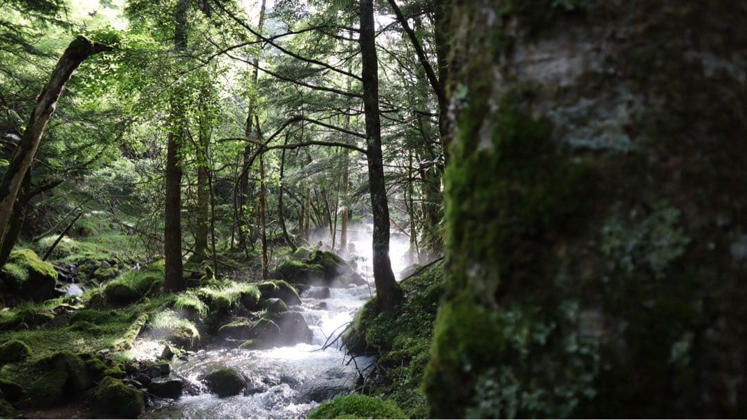 Canon EOS kiss M 標準ズームレンズキット+22mm単焦点レンズ