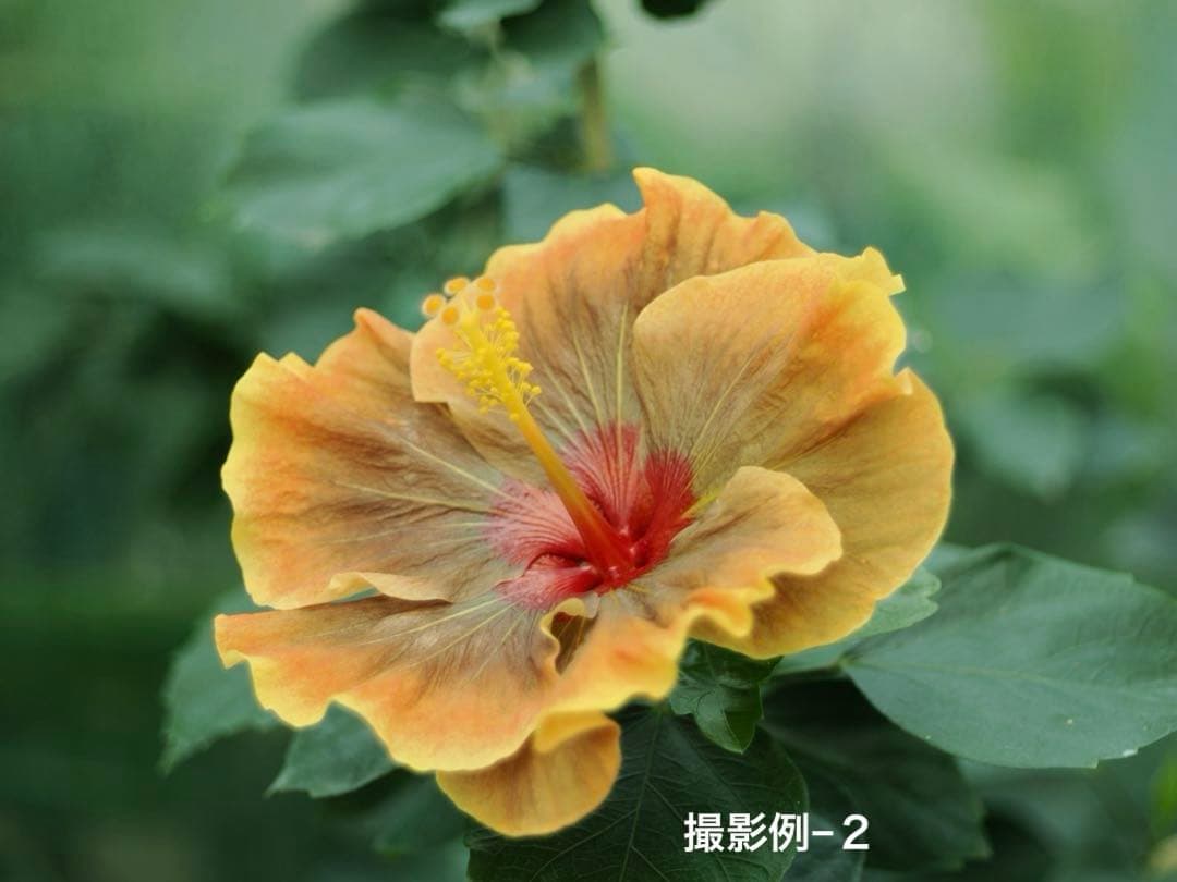 50㎜ f2.8 ヘリコイド機能付き Borg引き伸ばしレンズ