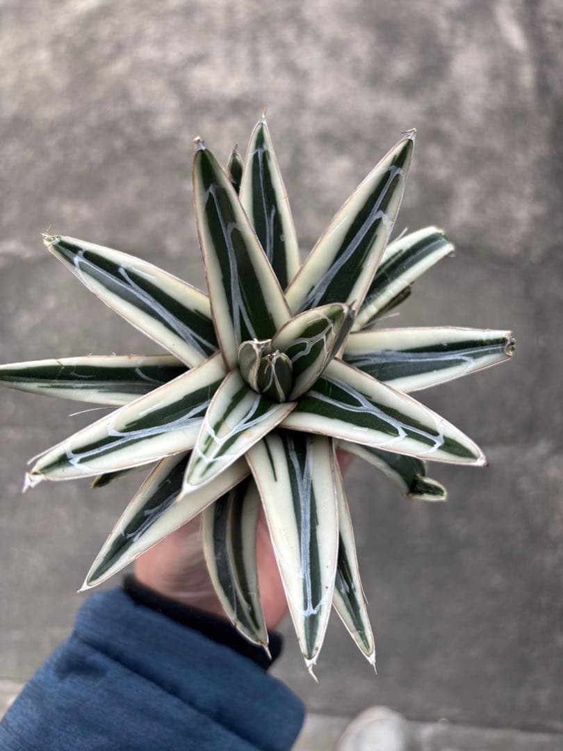 アガベ　氷山　大株　変斑