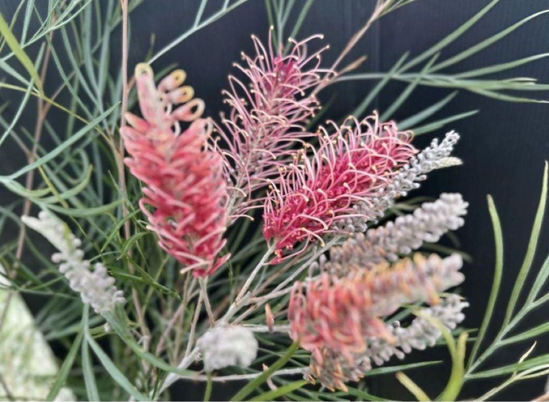 グレビレア　ピンクサプライズ 約1.9メートル　特大　希少種