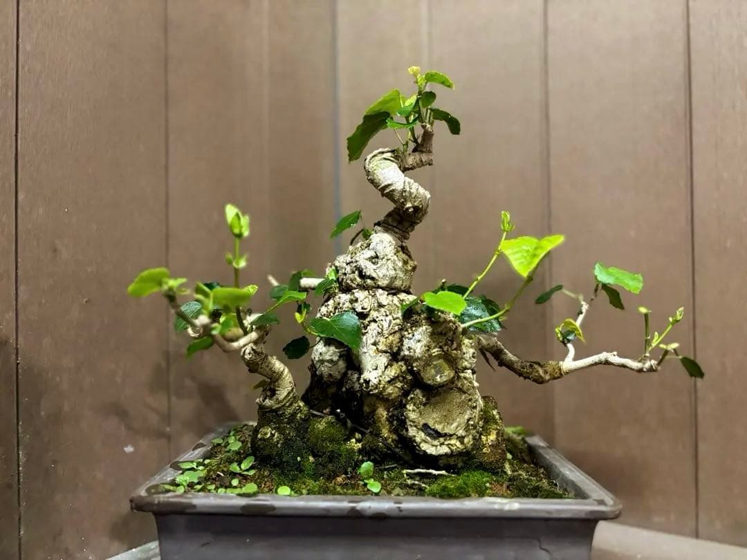 オオハマボウ　盆栽　良株　太幹　琉球盆栽　塊根植物