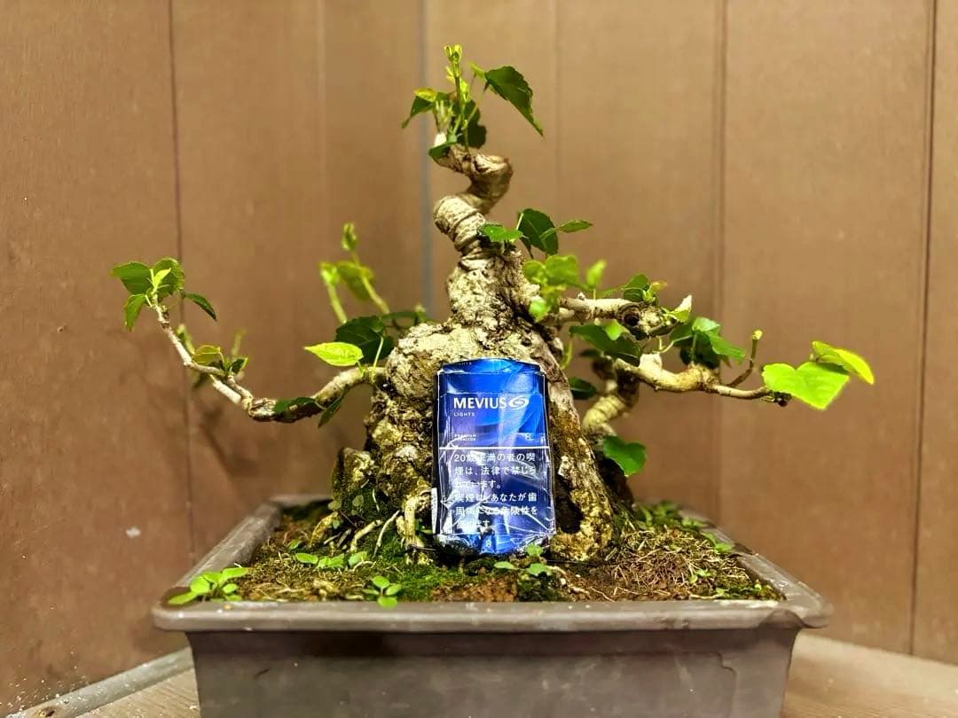 オオハマボウ　盆栽　良株　太幹　琉球盆栽　塊根植物