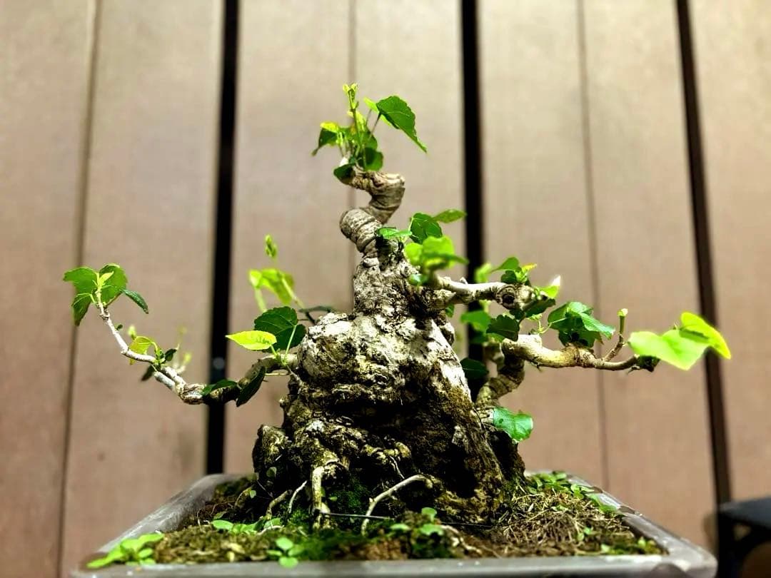 オオハマボウ　盆栽　良株　太幹　琉球盆栽　塊根植物