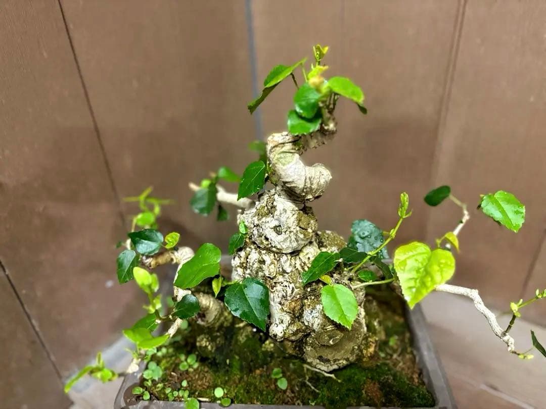 オオハマボウ　盆栽　良株　太幹　琉球盆栽　塊根植物