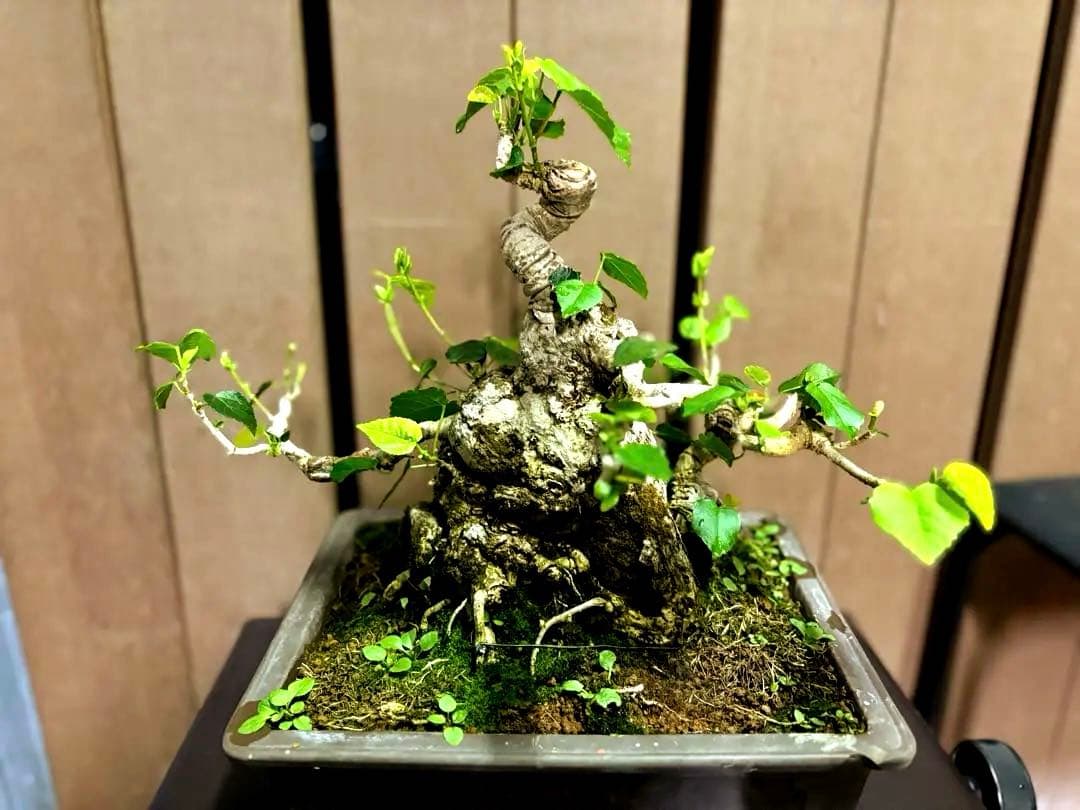 オオハマボウ　盆栽　良株　太幹　琉球盆栽　塊根植物