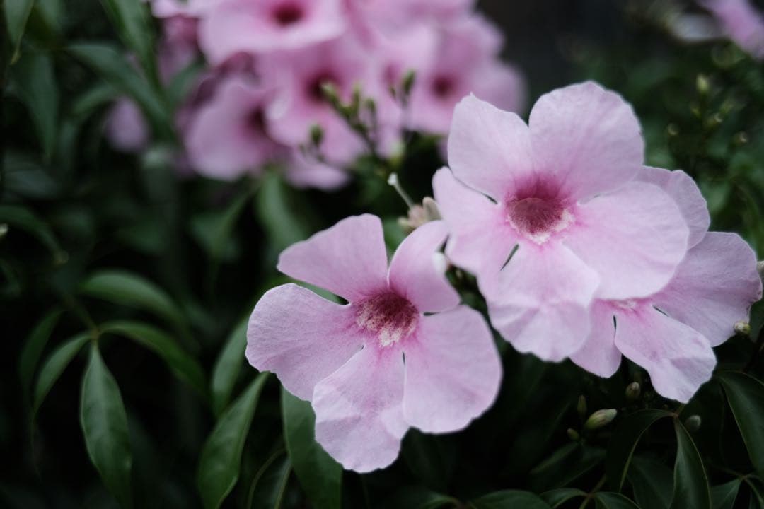 【極美品】Voigtlander ULTRON 27mm F2 Xマウント 箱付