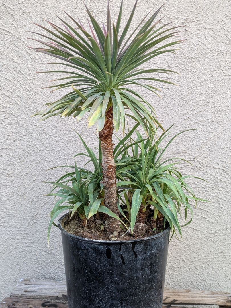 【コンパクトサイズ】ユッカ　デスメティアーナ子株付き7号鉢