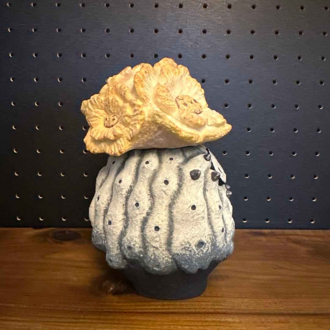 羅本製所 COPIAPOA CINEREA FLOWER SEASON