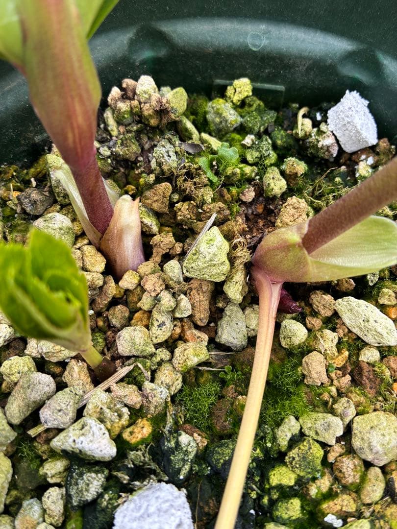 クリスマスローズ　６寸　微スポット　開花途中