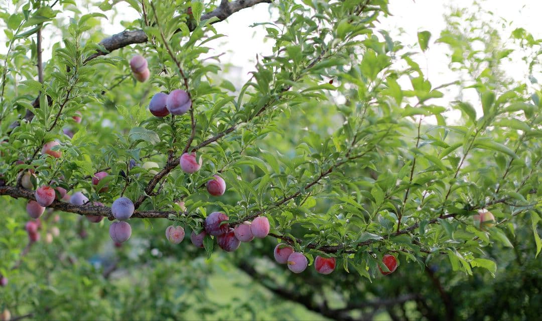 Canon 50mm f1.4 USM EFマウント