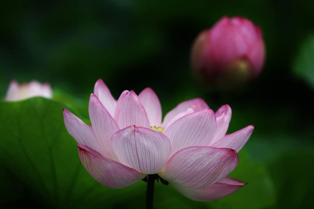 Canon 50mm f1.4 USM EFマウント