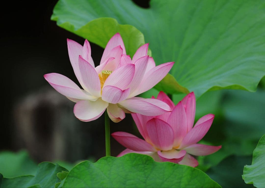 Canon 50mm f1.4 USM EFマウント