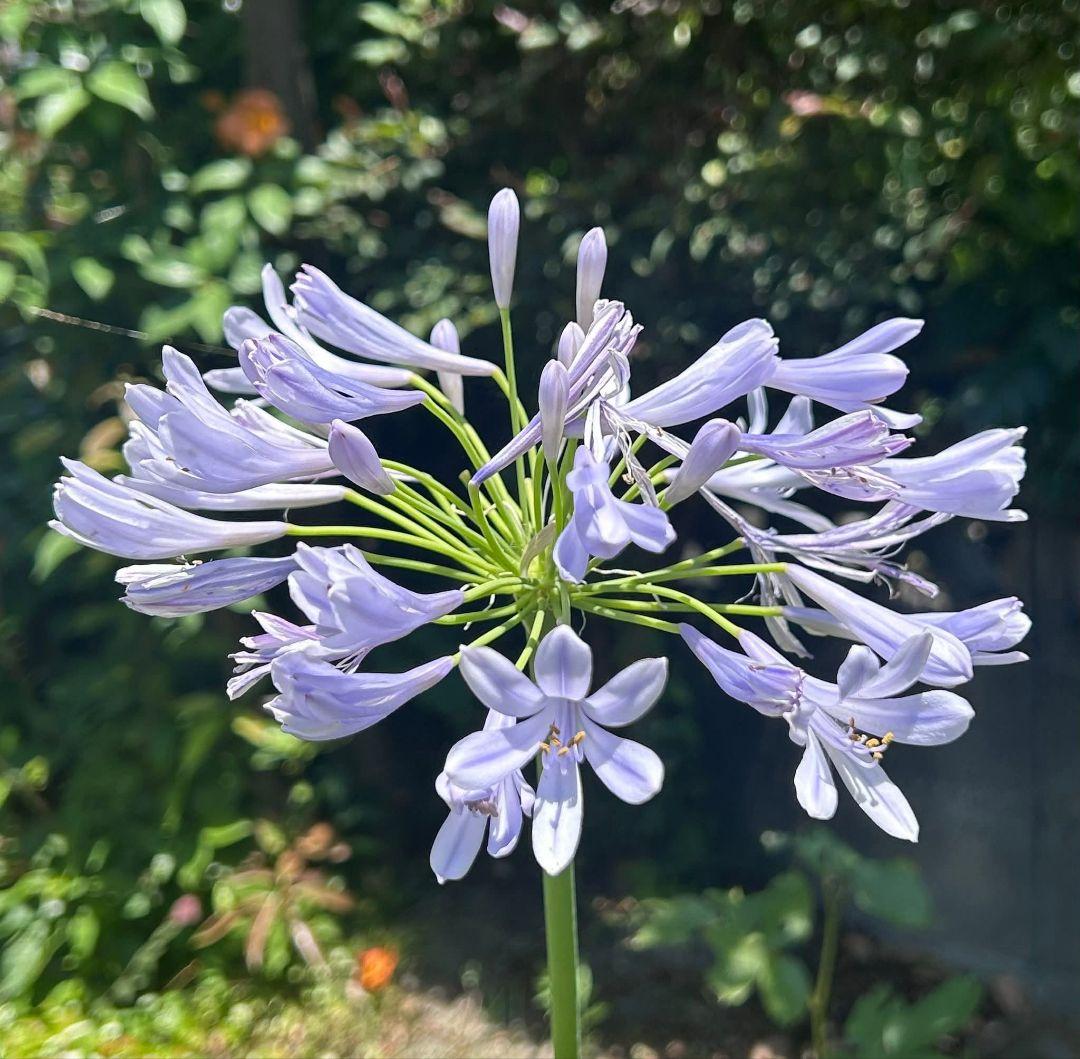 Canon 50mm f1.4 USM EFマウント