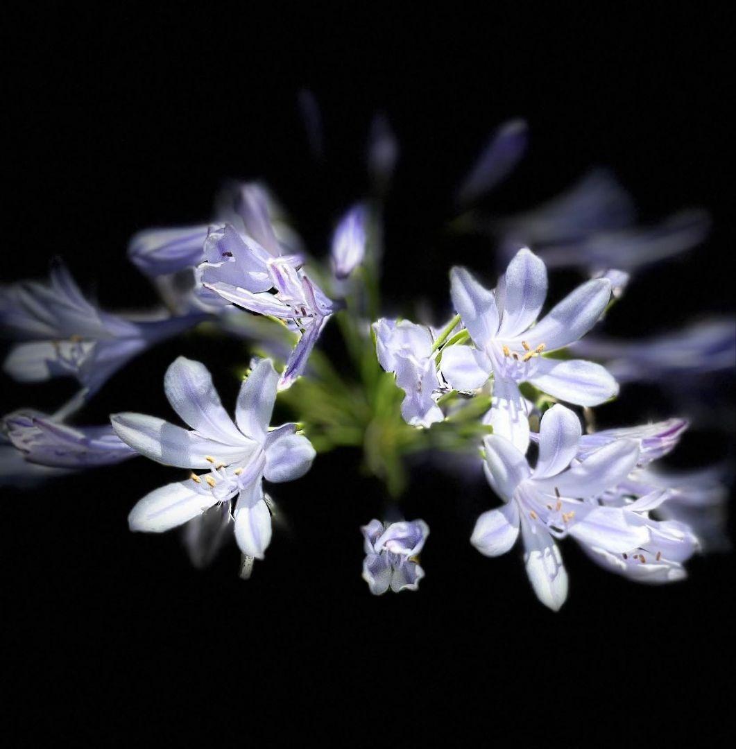 Canon 50mm f1.4 USM EFマウント