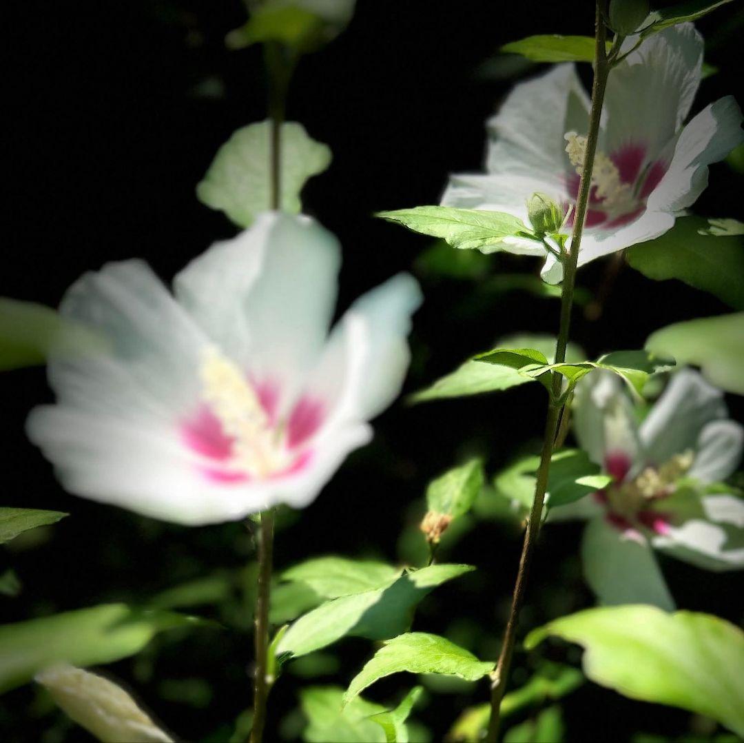 Canon 50mm f1.4 USM EFマウント