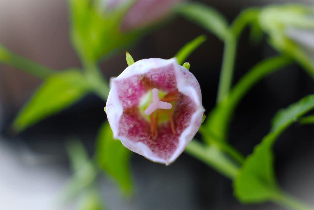 Canon 50mm f1.4 USM EFマウント