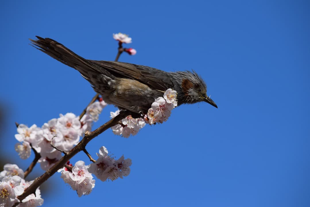 レンズ(ズーム) Nikon DX AF-S 55-300mm f4.5-5.6 G ED VR