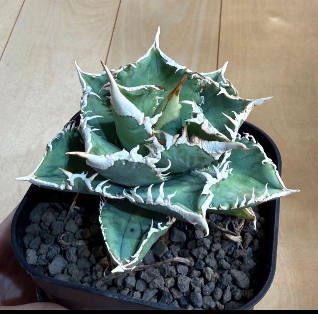 【鉢ごとメルカリ宅急便】アガベ チタノタ 大白鯊【置配・白棘・独特の鋸歯・低重心