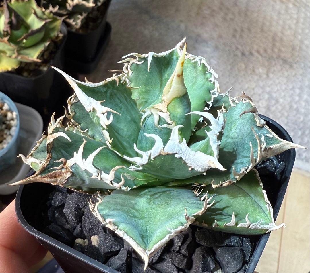 【鉢ごとメルカリ宅急便】アガベ チタノタ 大白鯊【置配・白棘・独特の鋸歯・低重心
