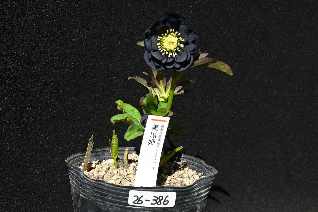 クリスマスローズ　今シーズン初！！！　美黒姫　加藤農園