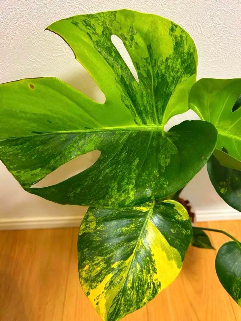 さ*ん様 モンステラ　デリシオーサ　イエローマリリン