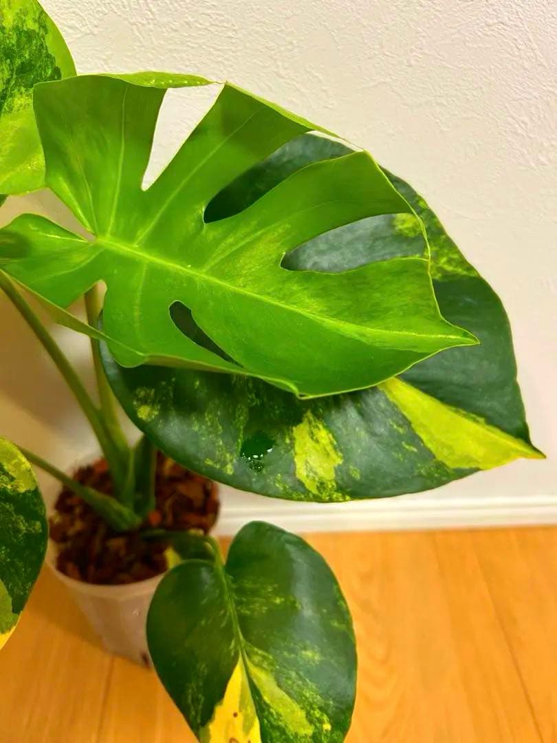 さ*ん様 モンステラ　デリシオーサ　イエローマリリン