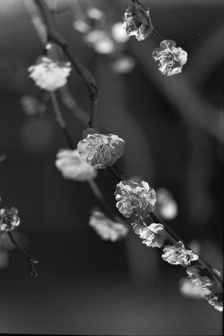 Leica Visoflexはじめるセット！ライカのカメラとオールドレンズ一式