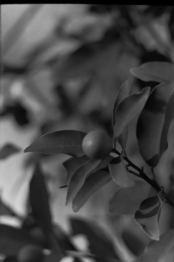 Leica Visoflexはじめるセット！ライカのカメラとオールドレンズ一式