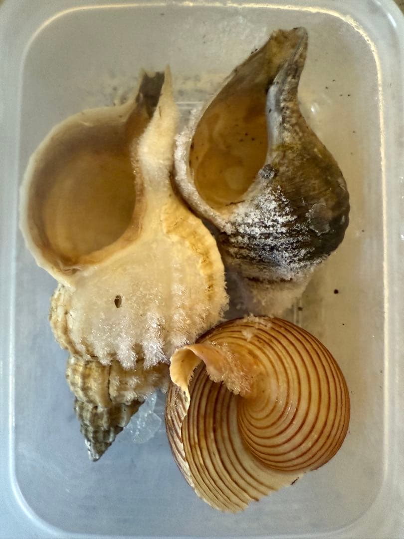 m*a様 貝　まとめ売り