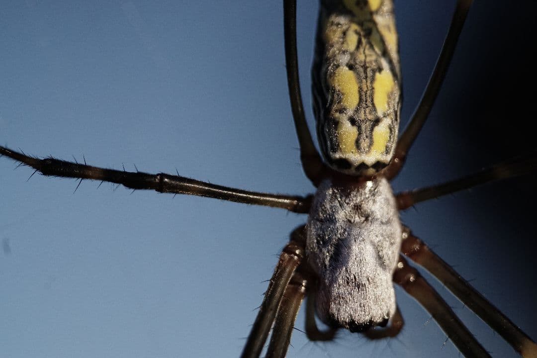 7Artisans 60mm F2.8 マクロレンズ Sony E