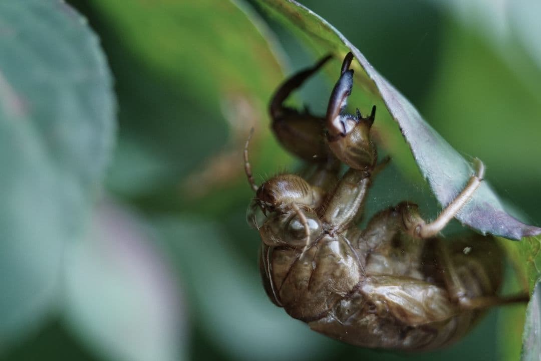 7Artisans 60mm F2.8 マクロレンズ Sony E