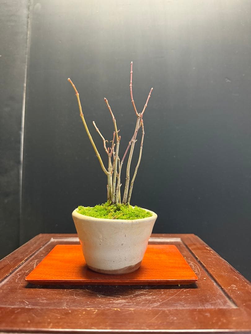 K*H様 特別オークションミニ盆栽３鉢セット　黒松真柏紅葉