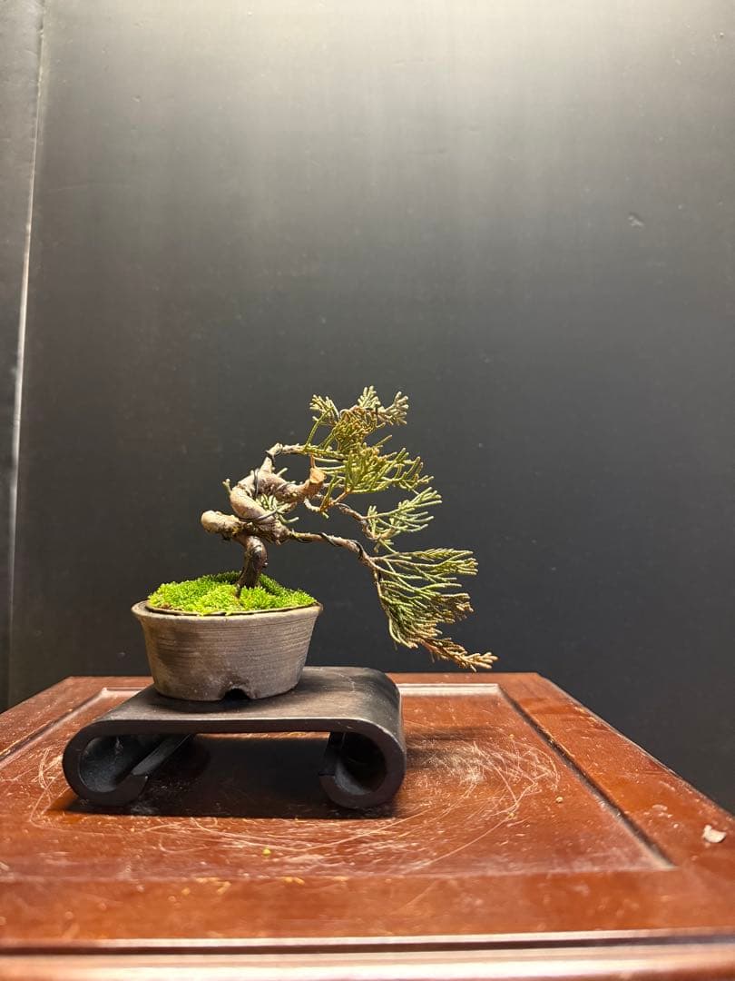 K*H様 特別オークションミニ盆栽３鉢セット　黒松真柏紅葉