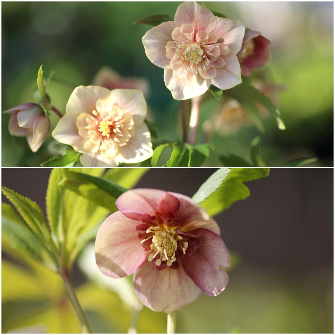 bonobono クリスマスローズ 苗 セット