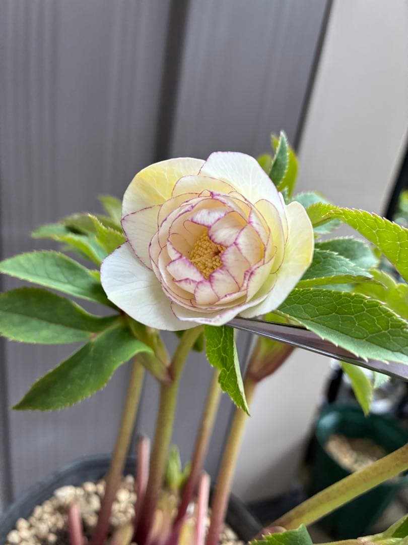 ♡大充実♡DDホワイトゴールド　ピコティ