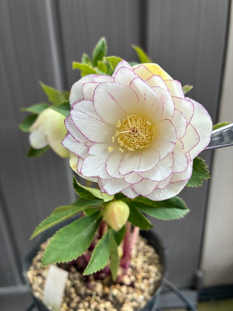 ♡大充実♡DDホワイトゴールド　ピコティ