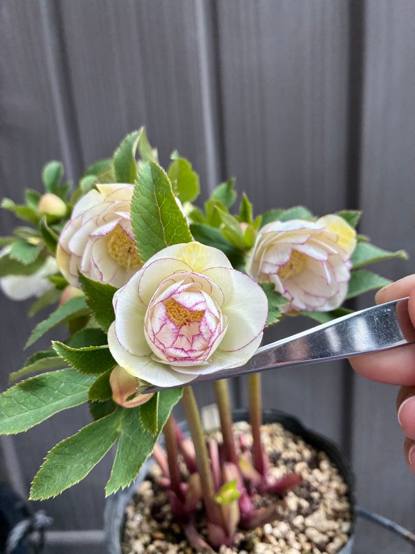 ♡大充実♡DDホワイトゴールド　ピコティ