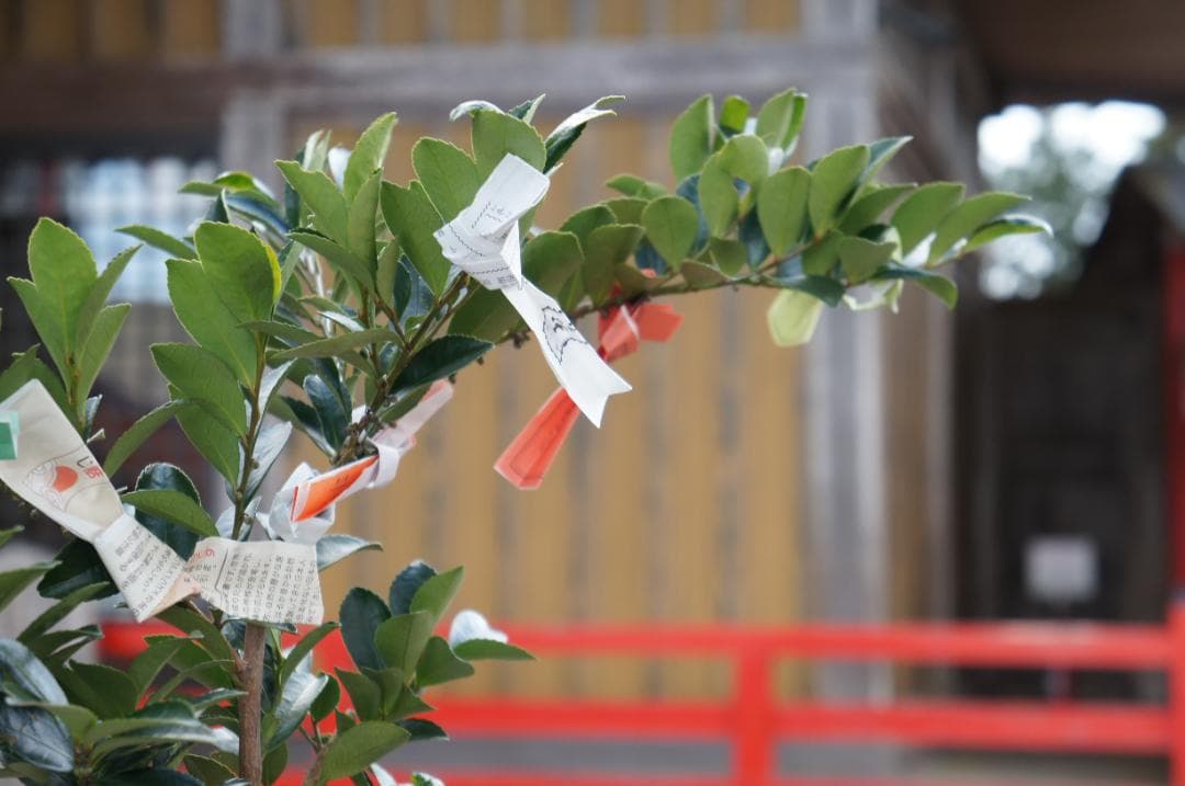 SONY NEX-C3 SEL1855 ミラーレス一眼カメラセット