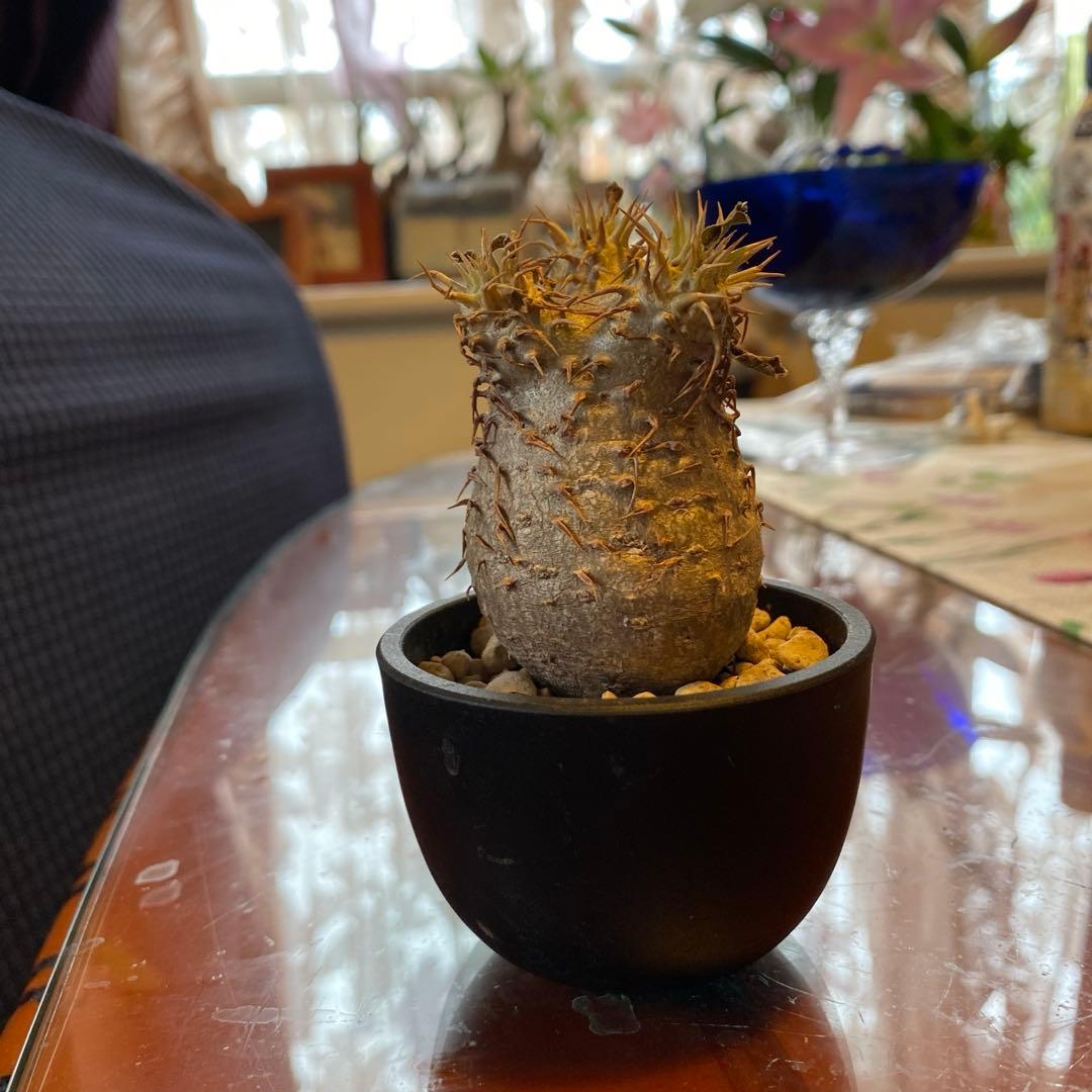 希少 チビグラキリス 現地球 発根済