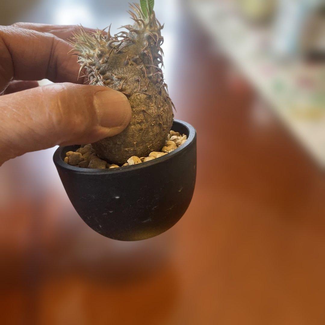 希少 チビグラキリス 現地球 発根済