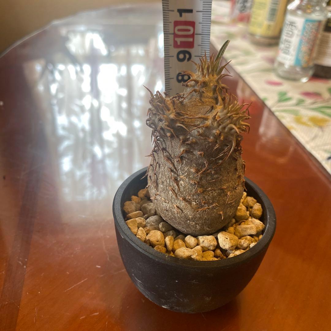 希少 チビグラキリス 現地球 発根済