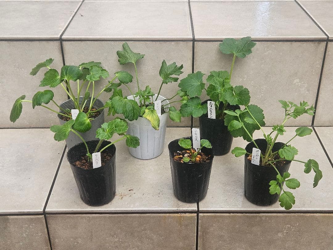 ラナンキュラス　セット☆