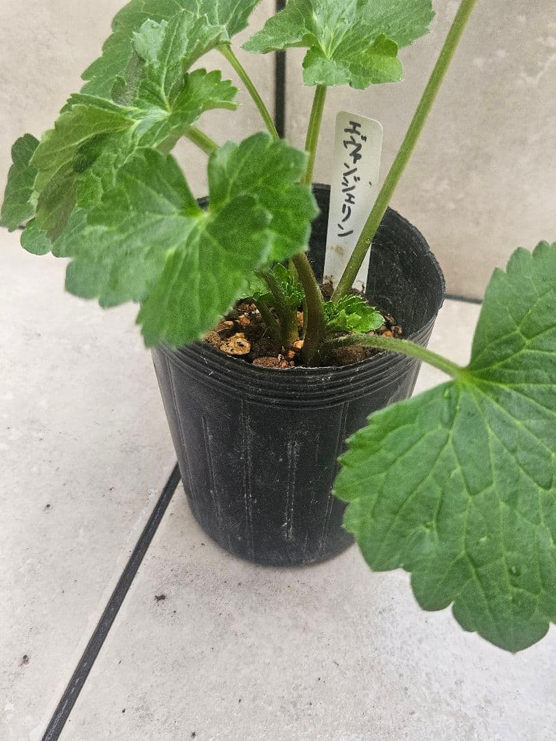 ラナンキュラス　セット☆